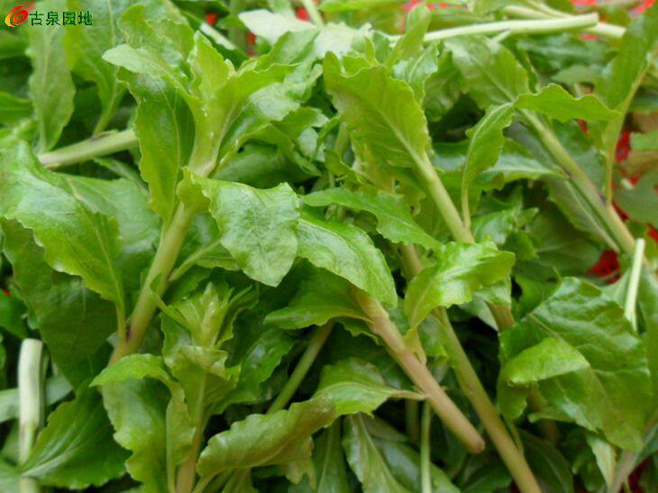 纯野生枸杞头2023年新鲜上市现摘野菜头茬新鲜蔬菜枸杞嫩芽尖一斤