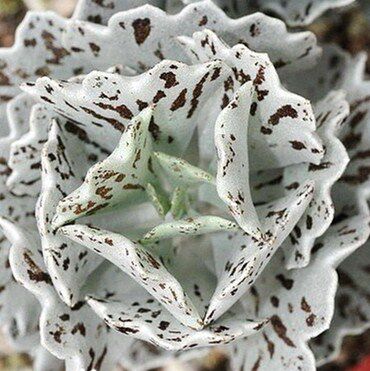 多肉植物 韩国进口多肉叶片「鹊扇」贵货正版叶片 叶插叶片很小