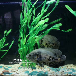 仿真水草/塑料假水草/水族箱金鱼缸造景装饰假草/绿柔软大浪海藻