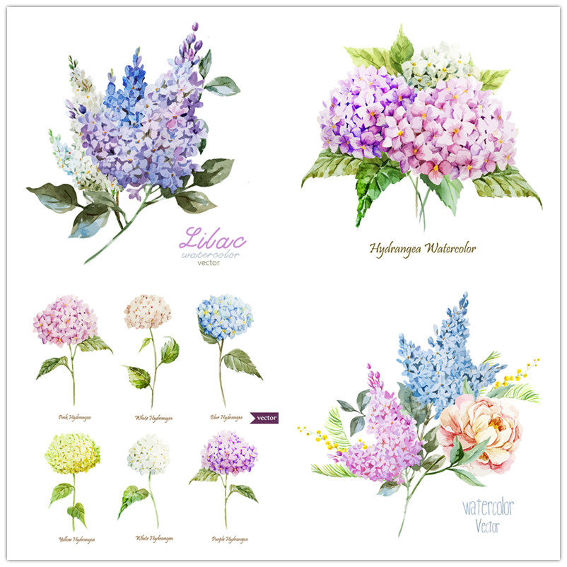 A1184矢量唯美水彩图案花朵绣球花紫阳花紫丁香 AI设计素材