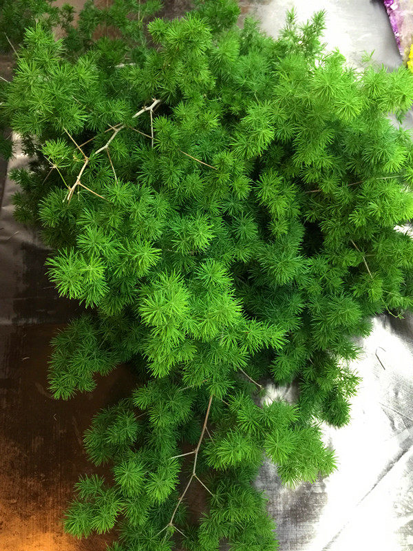 蓬莱松鲜切叶上海鲜花同城速递叶材插花打底用花江浙沪皖两扎包邮