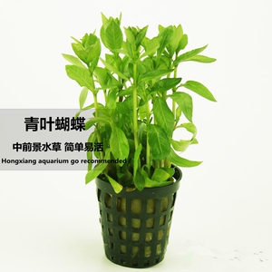 青叶蝴蝶/青叶 中后景水草 盆装 水族箱造景草