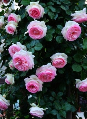 推荐藤本月季花苗 粉色龙沙宝石 庭院盆栽花卉欧月蔷薇苗