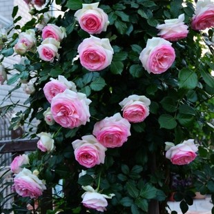 粉色龙沙宝石 推荐 藤本月季 花苗 庭院盆栽花卉欧月蔷薇苗
