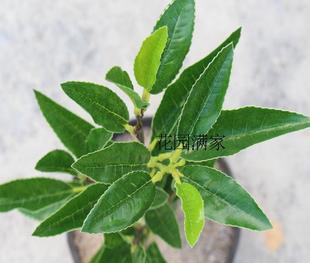 仿真茶花假树叶4叉枝都匀毛尖茶叶绿茶红茶DIY屏风装 饰摆设直销