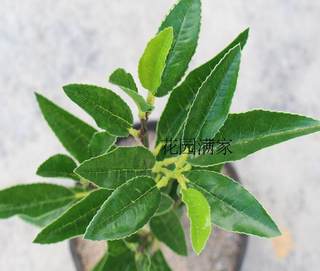 仿真茶花假树叶4叉枝都匀毛尖茶叶绿茶红茶DIY屏风装饰摆设直销