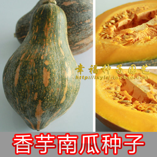 芋南瓜是一种口感香甜软糯的南瓜