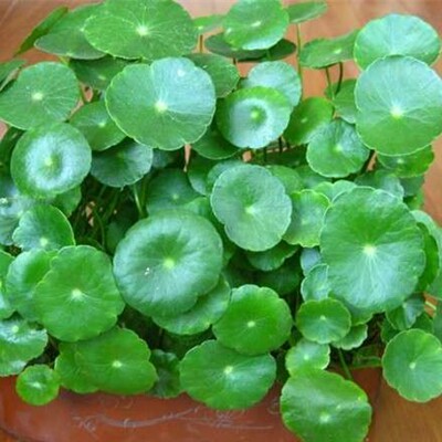 新货铜钱草办公室桌面