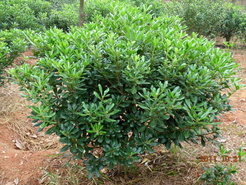 庭院绿化苗木室内盆栽四季长青