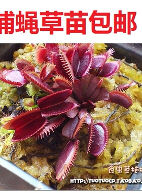 包邮盆栽--食虫植物-红色食人鱼捕蝇草 苗 【种好发货】 奇趣植物