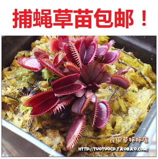 包邮盆栽--食虫植物-红色食人鱼捕蝇草 苗 【种好发货】 奇趣植物