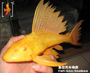 黄金大帆女王异型鱼  异形 7--23CM 清道夫清垃圾 热带观赏鱼活体