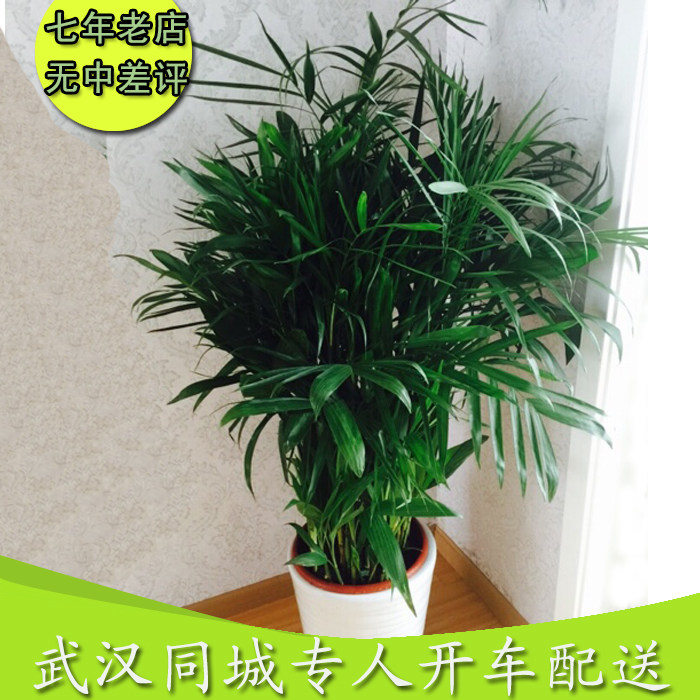 竹子室内客厅除甲醛植物盆栽办公室花卉盆景卧室书房阳台华农园艺