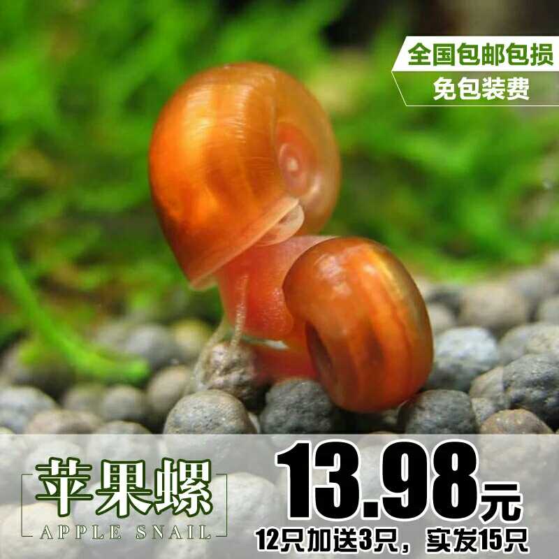 观赏除藻橙兔螺苹果螺斑马螺洋葱螺神秘螺杀手螺黑金刚螺蜜蜂角螺