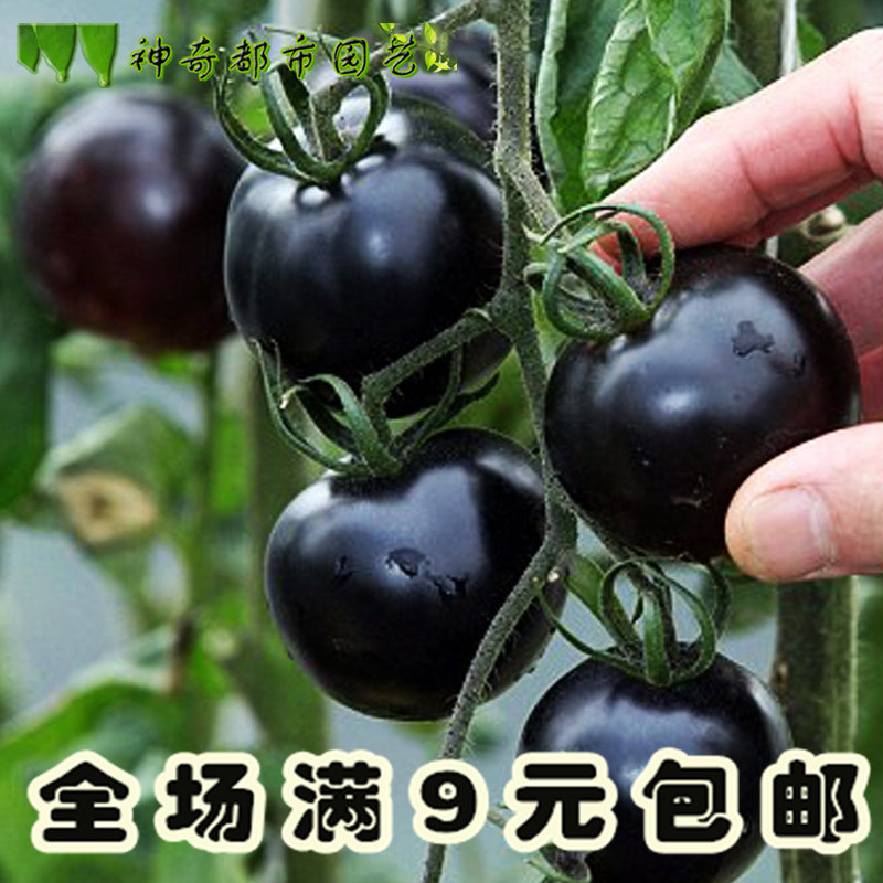 春季黑珍珠番茄种子西红柿籽菜子农家蔬菜种孑四季播家庭大田用种