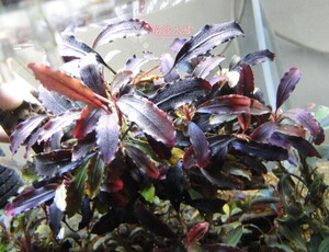 辣椒榕 布朗尼2013/13年布朗尼/水草/稀有 NK（繁殖株4-10厘米）