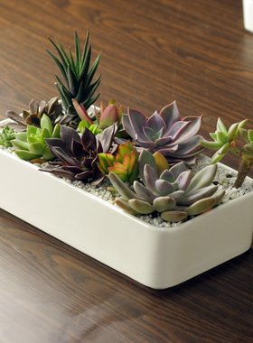 简约特大号白色创意花盘多肉拼盘花盆大长方形盆栽陶瓷肉肉植物盆