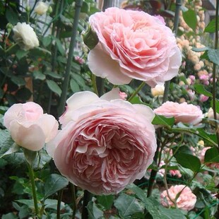 超达花卉亚伯拉罕达比浓香灌木月季庭院露台盆栽月季花苗