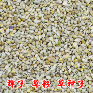 鸟食 稗子 草籽 芙蓉鸟 鹦鹉 珍珠鸟 文鸟/蛋白质高 250g