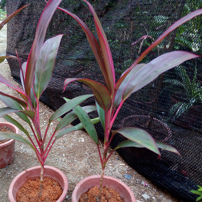 朱焦室内外庭院行道四季好养地栽