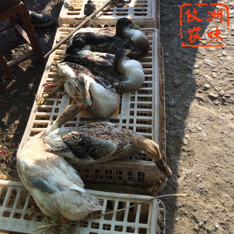 攸县麻鸭 农民自养现杀 鲜肉 1只顺丰包邮