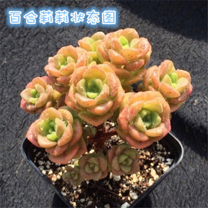 多肉植物 韩国进口多肉叶片「百合丽丽」贵货正版叶片 百合莉莉