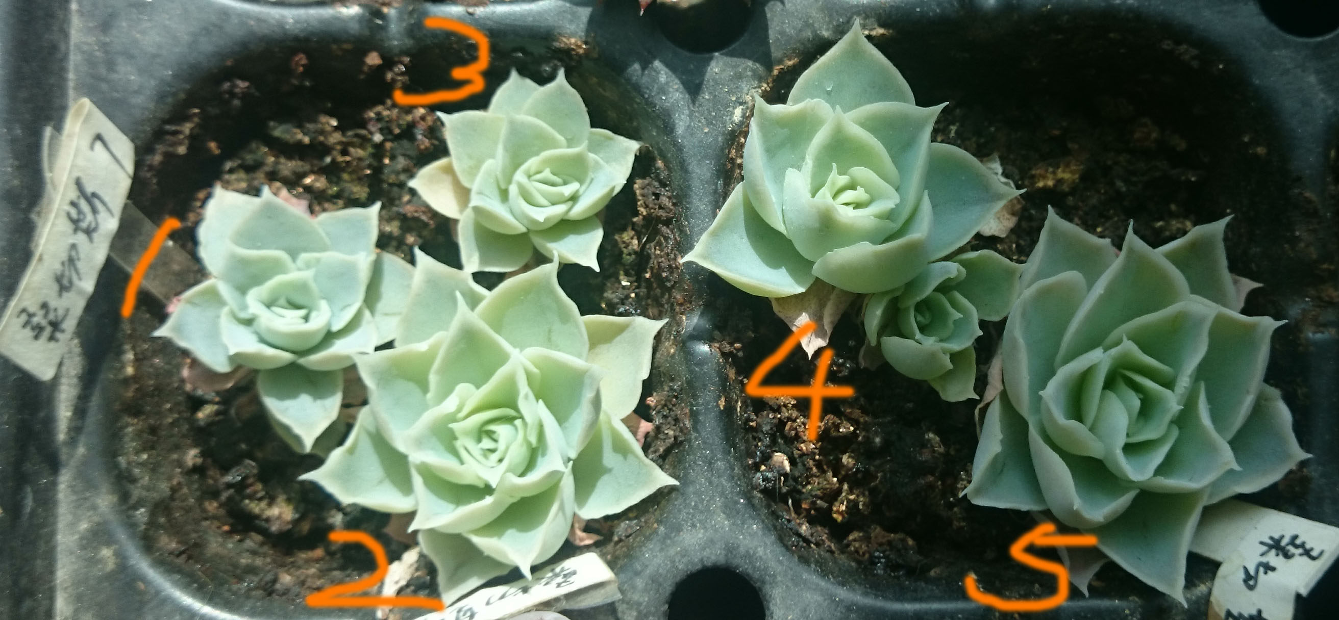 多肉植物 阳台自养 桑切斯 实生 播种 多年生