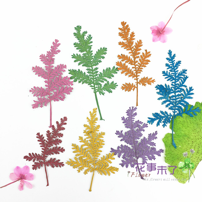 青蒿松 蒿叶染色 干花押花滴胶手机壳材料 diy植物教学标本12片装,家居饰品,干花/花瓣/干花包/干树枝,淘宝优惠券,粉丝福利购,淘宝优惠卷