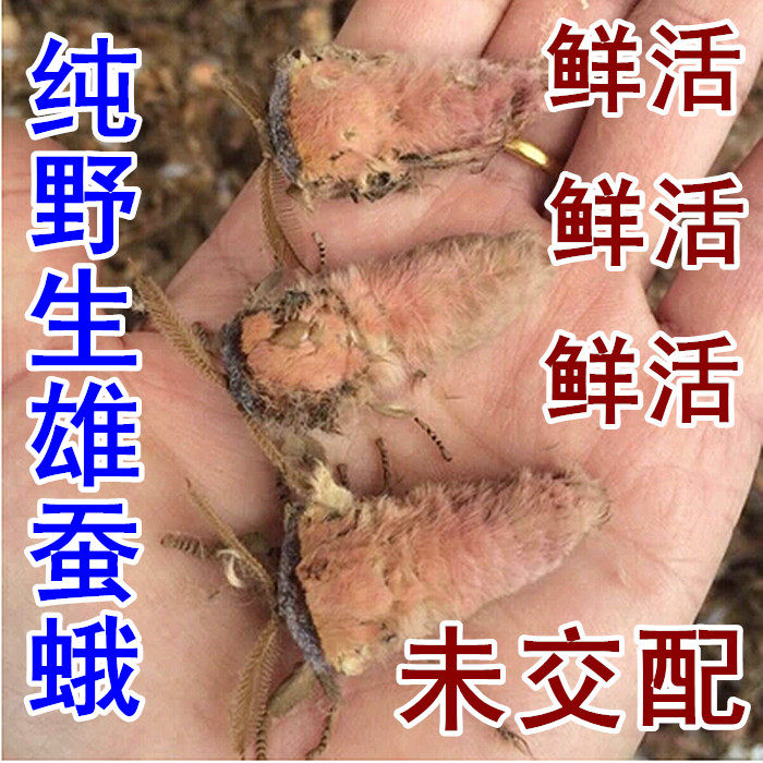 东北野生雄蚕蛾鲜活 纯天然野生未交配泡酒料 延 时补 阳 500克