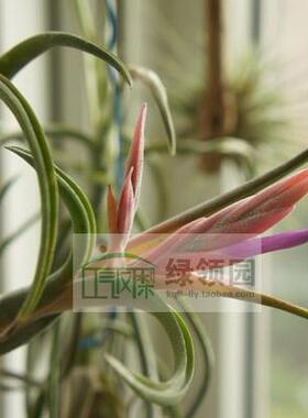 展示 空气凤梨 Tillandsia paucifolia 红女王 雨林版