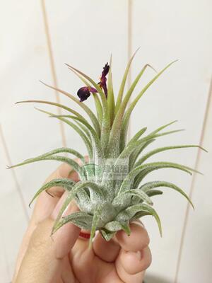 空气凤梨【展示】Tillandsia ionantha Guate 瑰特精灵（雨林）
