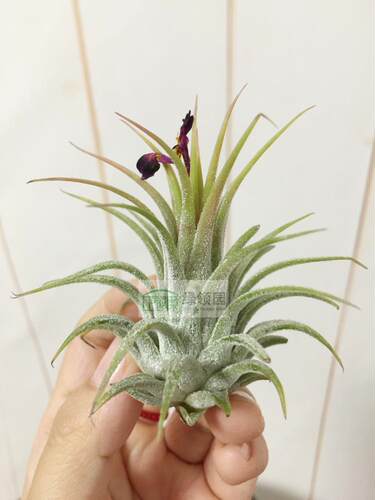 展示 空气凤梨 Tillandsia ionantha Guate 瑰特精灵（雨林）