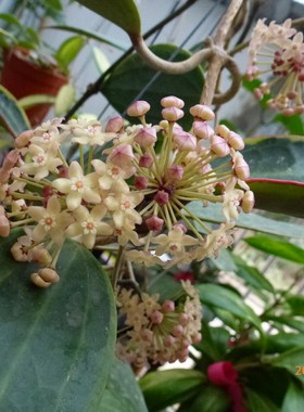 花边大叶球兰（Hoya macrophylla variegated）
