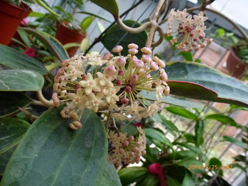 花边大叶hoya球兰