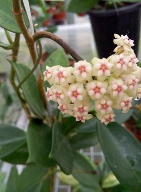 杂交粗蔓球兰 Hoya parasitica X   pachyclada
