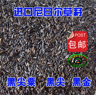 黑尖包邮进口尼日尔草籽250克尼日尔利子繁殖鸟食草籽提性黑尖粟