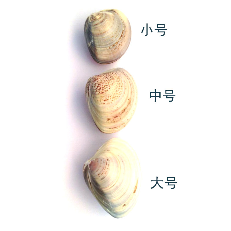 10个包邮手牌贝壳油哈利油蛤蜊油尿素霜护手霜手足护理国货老牌子