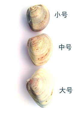 10个包邮手牌贝壳油哈利油蛤蜊油尿素霜护手霜手足护理国货老牌子