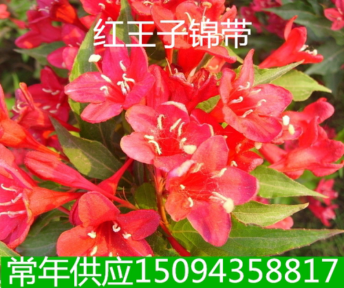 庭院苗木耐寒耐旱红王子锦带