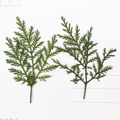 青蒿押花干花天然水晶植物标本