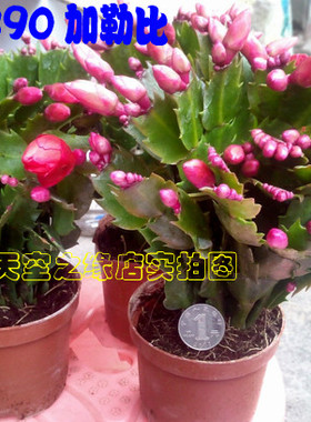 加勒比 舞者 缤纷公司蟹爪兰 带花蕾A70 B90可接叶仙 木麒麟