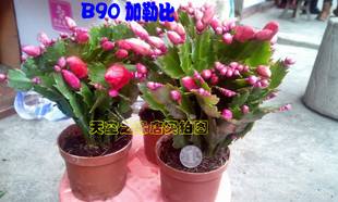 加勒比 舞者 缤纷公司蟹爪兰 带花蕾A70 B90可接叶仙 木麒麟