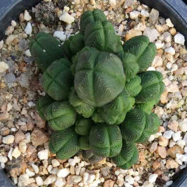 方塔 达摩绿塔 丽人青锁龙科玉椿 花椿块根玉稚儿银蚕