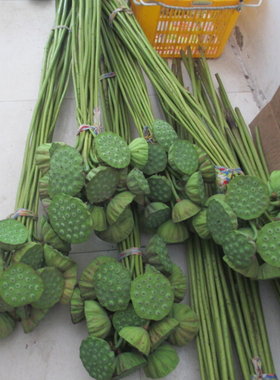 现摘新鲜带籽禅意真实装饰干花