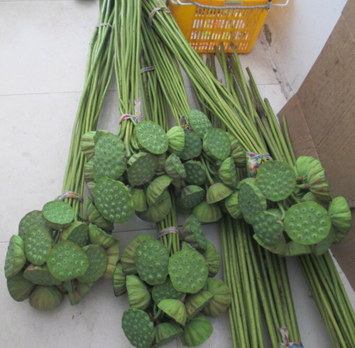现摘新鲜带籽禅意真实装饰干花