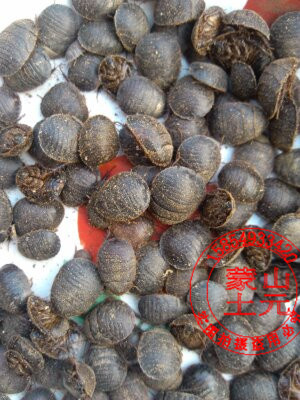 土元虫活 中等个大土鳖虫 做斗鸟宠物 等活食物500g包邮