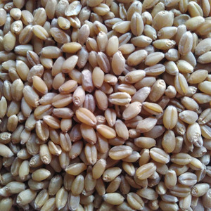 新小麦五谷杂粮农家自产麦子鸡饲料鸽子粮食麦子米粒散装粮一斤装