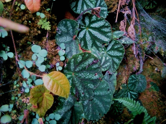 广西原生 橙花侧膜秋海棠 稀有喜阴花卉盆栽水陆缸生态缸热带雨林
