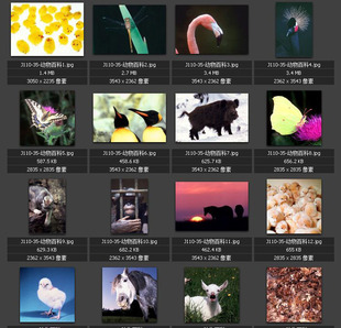 各种动物图片 小鸡 天鹅 马 羊 猪 蜜蜂 牛 素材图片图库