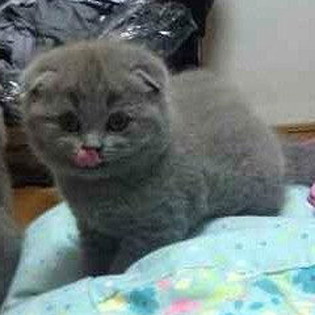 【实拍】高品质苏折蓝猫 深蓝色英国短毛猫 纯种苏格兰折耳猫蓝猫